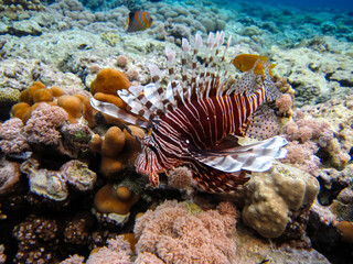 Zebra lionfish found in the expanses of the coral reef of the Red Sea