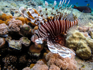Zebra lionfish found in the expanses of the coral reef of the Red Sea