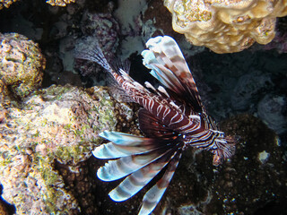 Zebra lionfish found in the expanses of the coral reef of the Red Sea