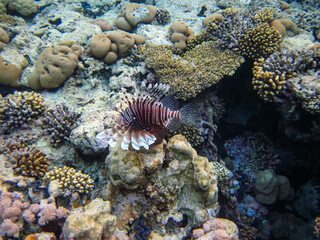 Obraz na płótnie Canvas Zebra lionfish found in the expanses of the coral reef of the Red Sea