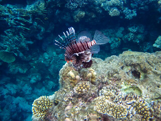 Zebra lionfish found in the expanses of the coral reef of the Red Sea