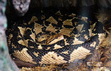 Sauth American Bushmaster snake.
This is the largest snake from the viper family and the rattlesnake subfamily, it lives in South America. The color of the bushmaster is yellow-brown, on the back alo - 686178834