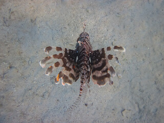Zebra lionfish found in the expanses of the coral reef of the Red Sea