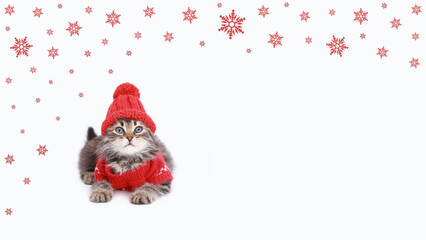 Cat wearing knitted warm red sweater and red knitted hat. Santa's helper. Holiday. Snowflakes. Christmas Cat dressed in red sitting in front of white background. copy space. Kitten in winter clothes