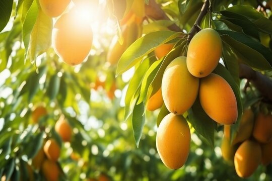 Ripe juicy mango fruits hanging on tree branch, sunlight. Close up of sweet tropical mango on tree, cultivation, farm, mango plantation