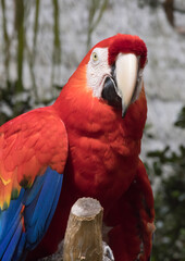 Parrot perched on a limb