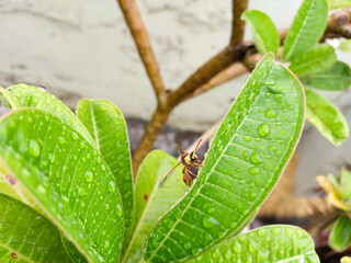 Insect sitting on green leaves plant growing in garden, nature photography, natural gardening background