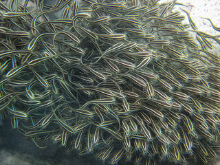 A school of Plotosus on the bottom of a coral reef in the Red Sea
