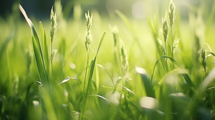 Zoom photography of meadow plants in field