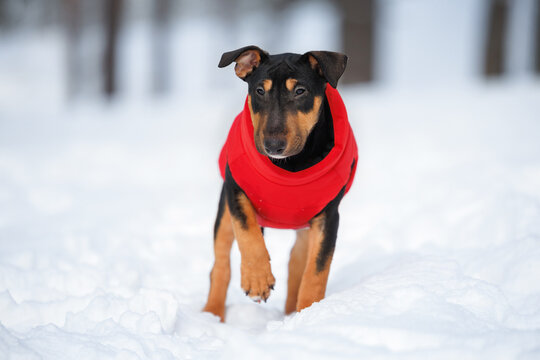 miniature bull terrier puppy posing in red winter jacket outdoors in the snow