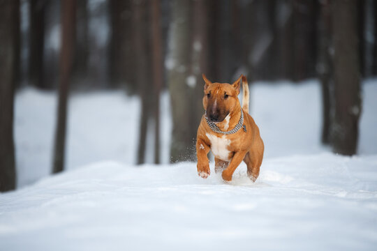 happy english bull terrier dog running in the snow in the forest