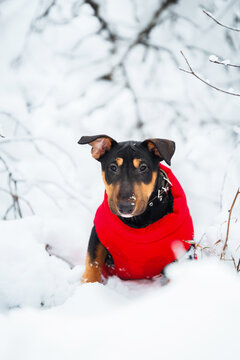 cute miniature bull terrier puppy in a red winter jacket posing outdoors in the snow
