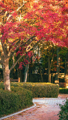 Naklejka premium 공원의 가을