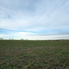 Fototapeta na wymiar A field with grass and blue sky