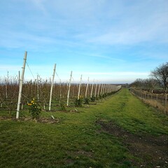 Obraz premium A field with a wire fence