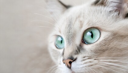 Fototapeta premium 緑色の目をした美しい猫