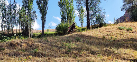 Obraz premium Uzbekistan is a beautiful mountain landscape