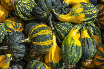 Butternut squashes. Harvest background. Autumn vegetables.