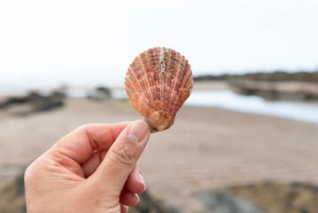 Worm casts on Variegated Scallop shell