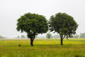 Close-up view of two mango trees growing in close pair on the ground.