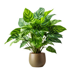 A photograph of a fake indoor plant taken in a studio isolated on transparent background