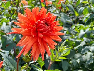 red dahlia flower in garden