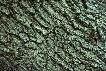 Old tree bark texture, willow bark pattern 