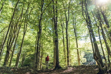 Man walking in nature path with backpack on shoulders exploring new places with amazing sight. He walks through a forest admiring the beauty of nature: beech trees and fallen leaves in autumn