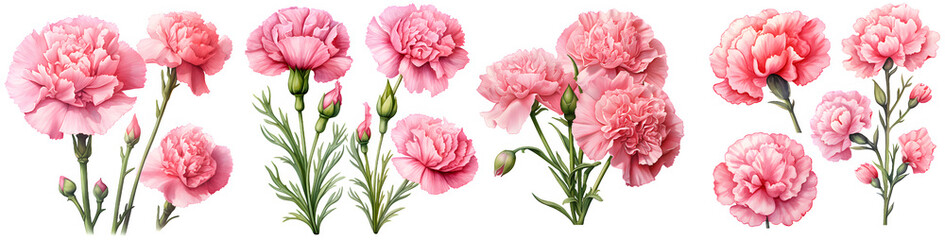 Pink carnation watercolor illustration clipart. Generative AI