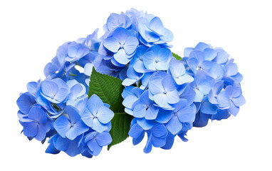The Radiant Beauty of a Blue Hydrangeas Cluster Isolated on Transparent Background PNG.