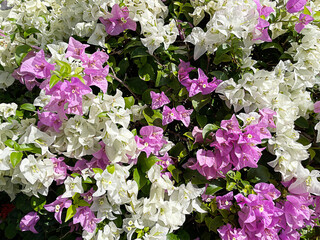 Close up Bougainvillea in the garden, white and pink flower.