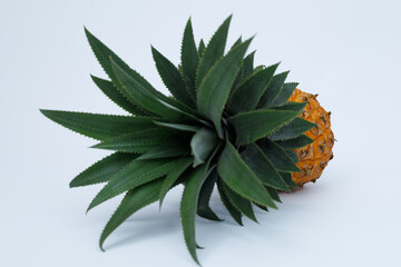 Singgle whole pineapple isolated on white with clipping path. whole honey pineapple fruit isolated on white with clipping path. Selective focus.