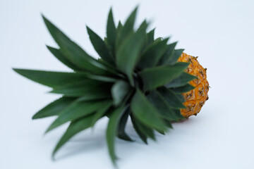 Singgle whole pineapple isolated on white with clipping path. whole honey pineapple fruit isolated on white with clipping path. Selective focus. Shallow depth of field.