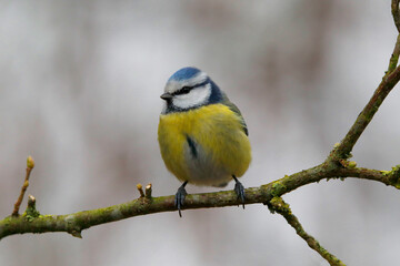 Blaumeise (Cyanistes caeruleus) Blaumeise sitzt auf Ast