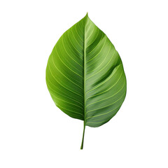 A plant with a leaf isolated on transparent background
