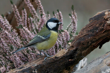 Kohlmeise (Parus major) sitzt auf Baumstamm vor Heidekraut