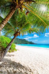 Palm trees in sunny tropical beach and turquoise sea in Jamaica paradise island. - 686200802