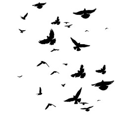 Flying birds silhouette flock. hand drawing. Not AI, Vector illustration