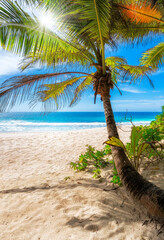 Palm trees in sunny tropical beach and turquoise sea in paradise island.