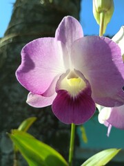 purple orchid in the garden (orquídea roxa no jardim)