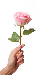 9:16 A white rose on hand symbolizes giving love on Valentine's Day or any other special day.