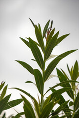 Fototapeta na wymiar green plant in nature close up