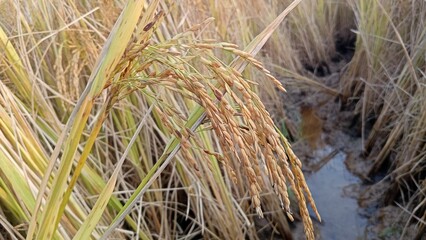 golden rice field ready for harvest. harvest agriculture planting cultivation golden field.