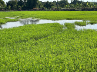 Rice field in sunny day, rural area in Thailand.