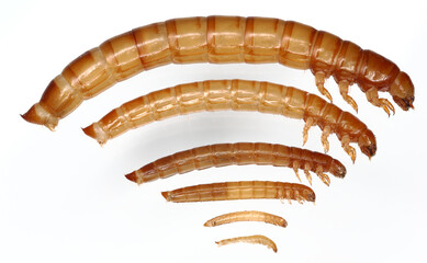Darkling beetle Tenebrio molitor Larvae of different age and size on a light background.