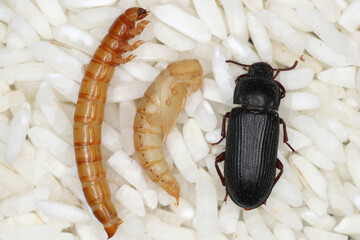 Yellow mealworm Tenebrio molitor, storage pest. Larva, pupa and adult beetle on rice grain. - obrazy, fototapety, plakaty