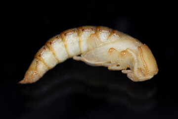 Darkling beetle Tenebrio molitor Pupa of Beetle on black background.