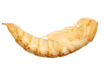 Pupa of Darkling beetle, Tenebrio molitor from side on white background.