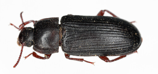 Darkling beetle Tenebrio molitor Adult Beetle on a white background.