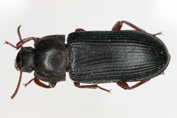 Darkling beetle Tenebrio molitor Adult Beetle on a grey background.